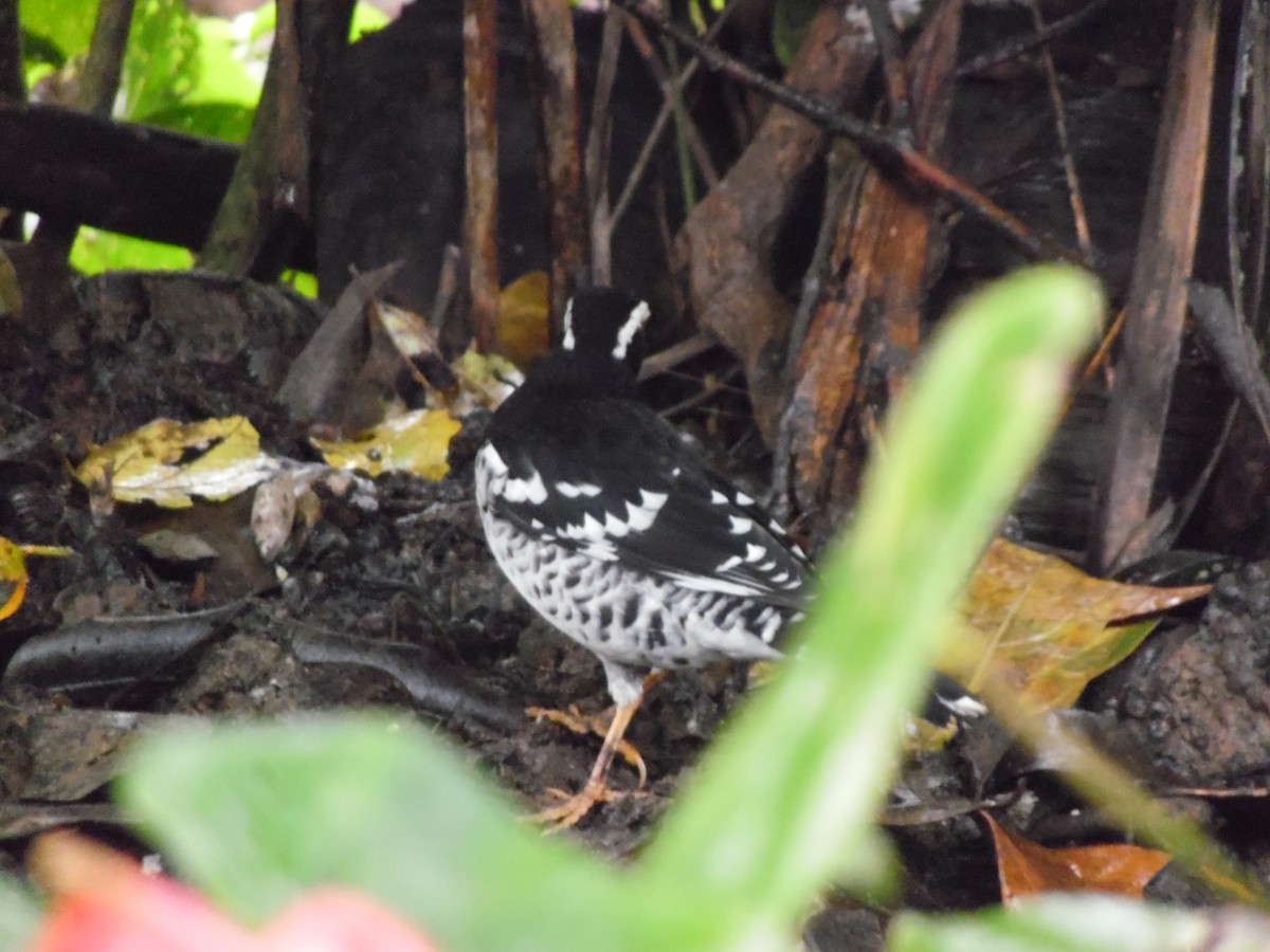 drozd himálajský - ML647179500