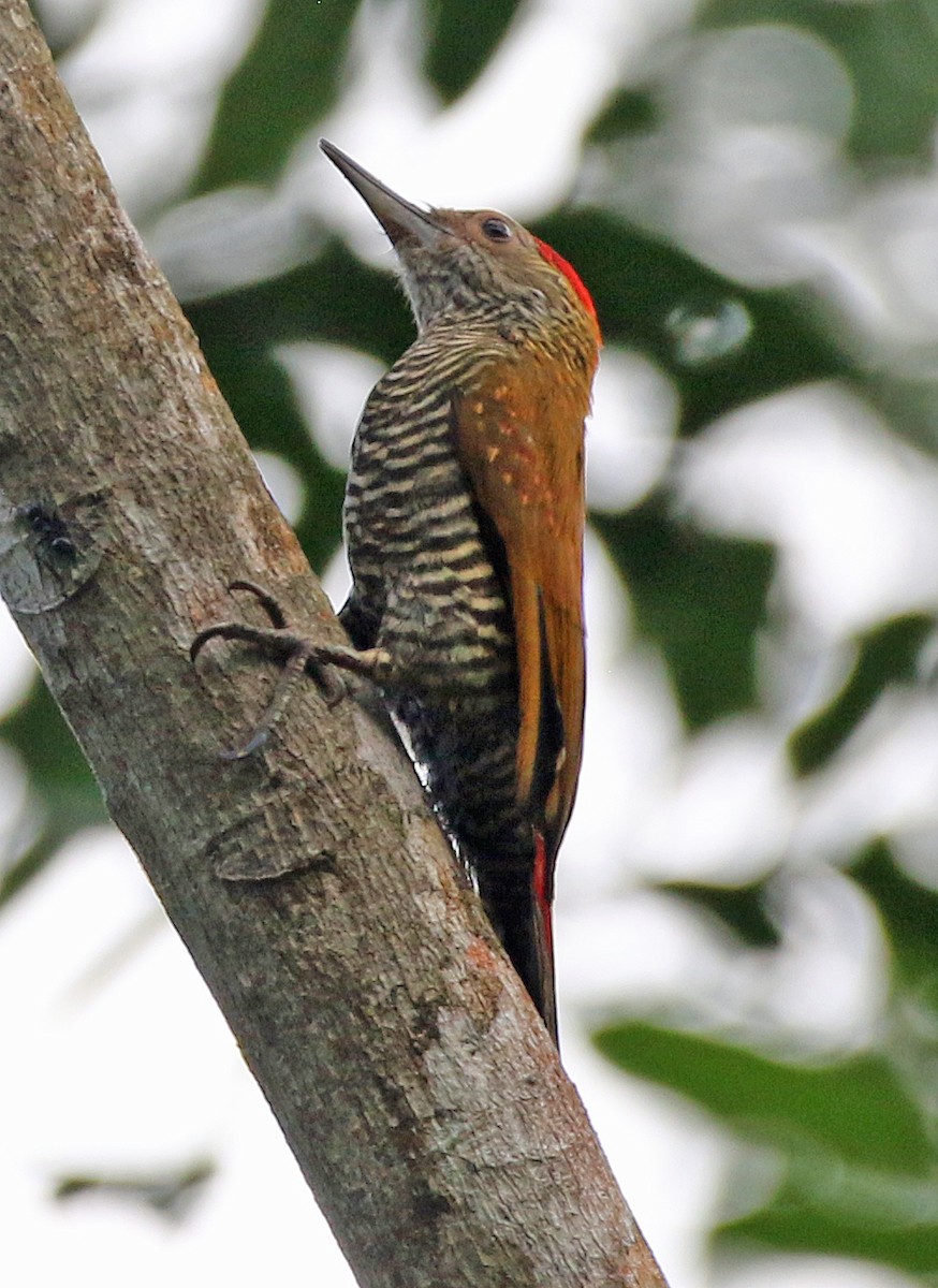 Red-rumped Woodpecker - ML647179507