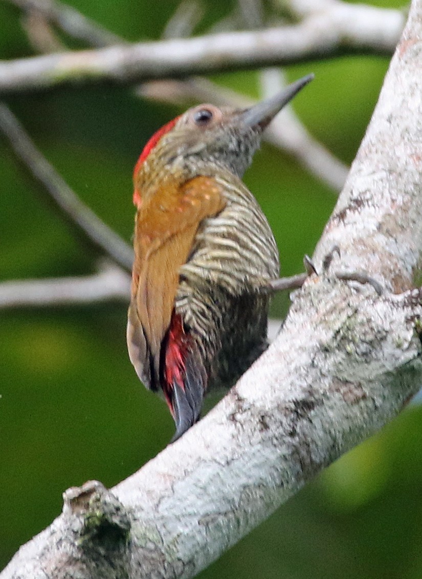 Red-rumped Woodpecker - ML647179508