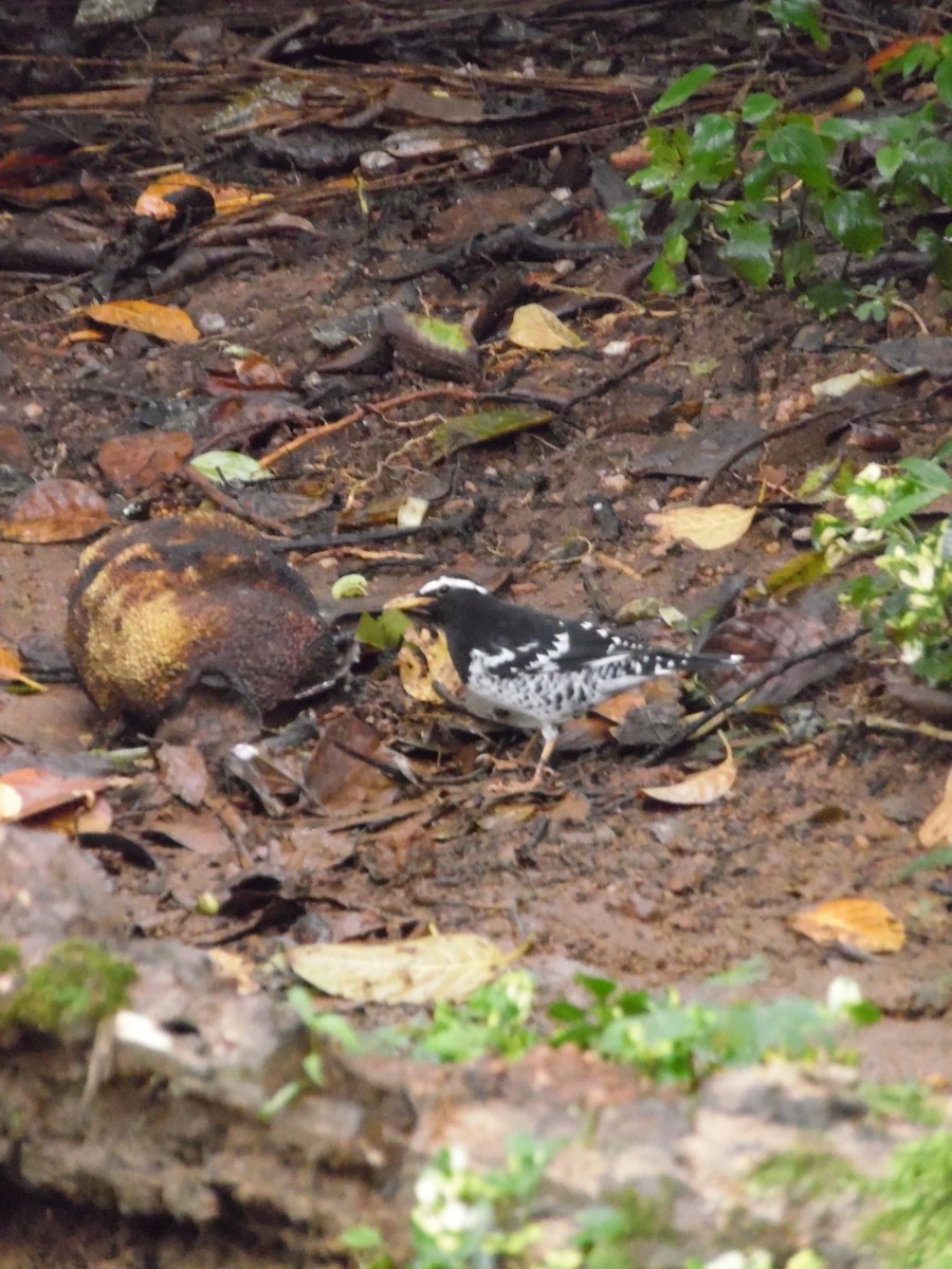 drozd himálajský - ML647179535