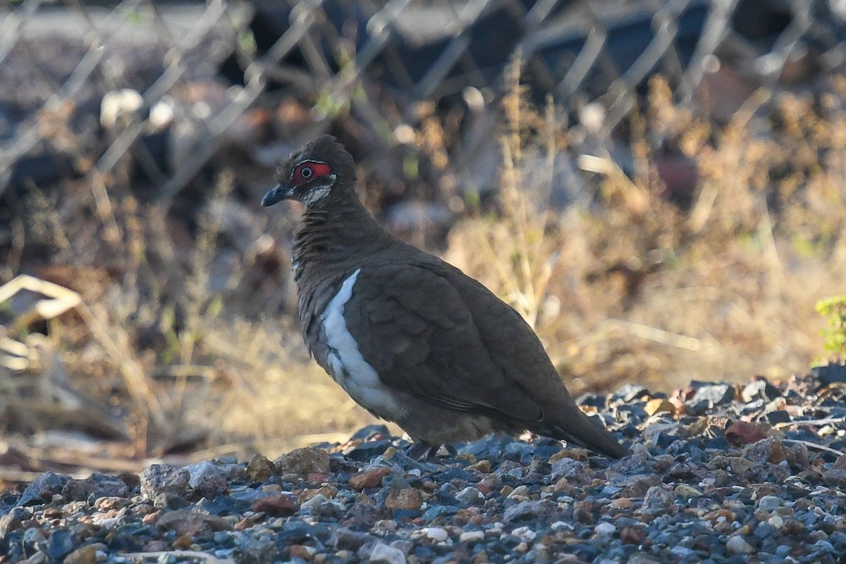 Partridge Pigeon (Red-faced) - ML647179536