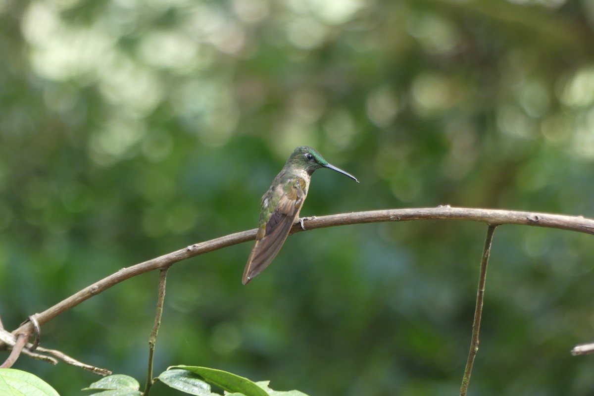 Fawn-breasted Brilliant - ML647179585