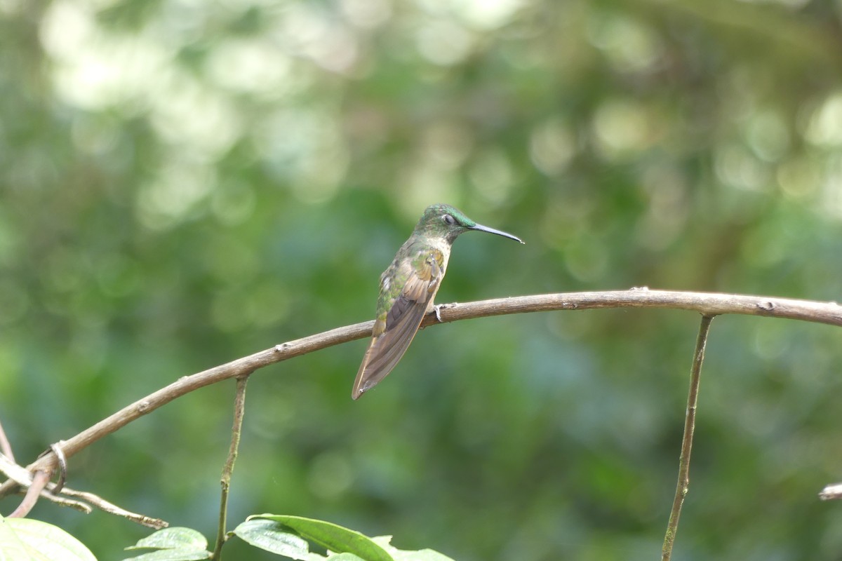 Fawn-breasted Brilliant - ML647179586