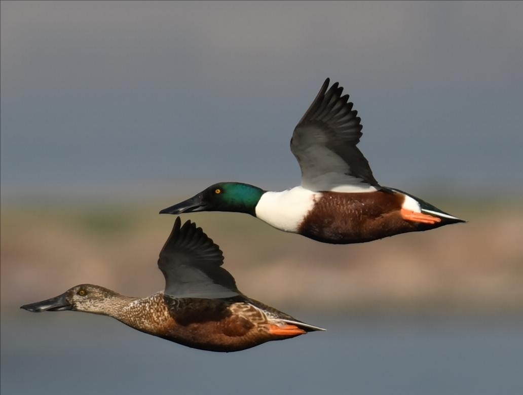 Northern Shoveler - ML647179588