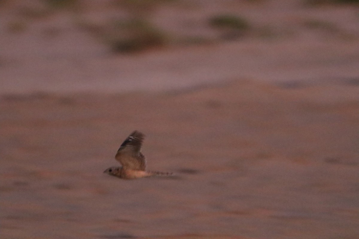 Egyptian Nightjar - ML647179591
