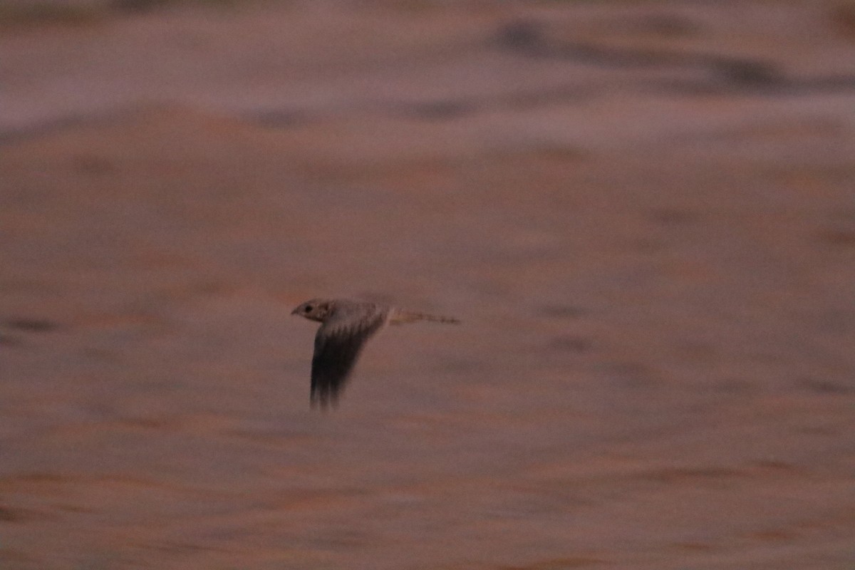 Egyptian Nightjar - ML647179592