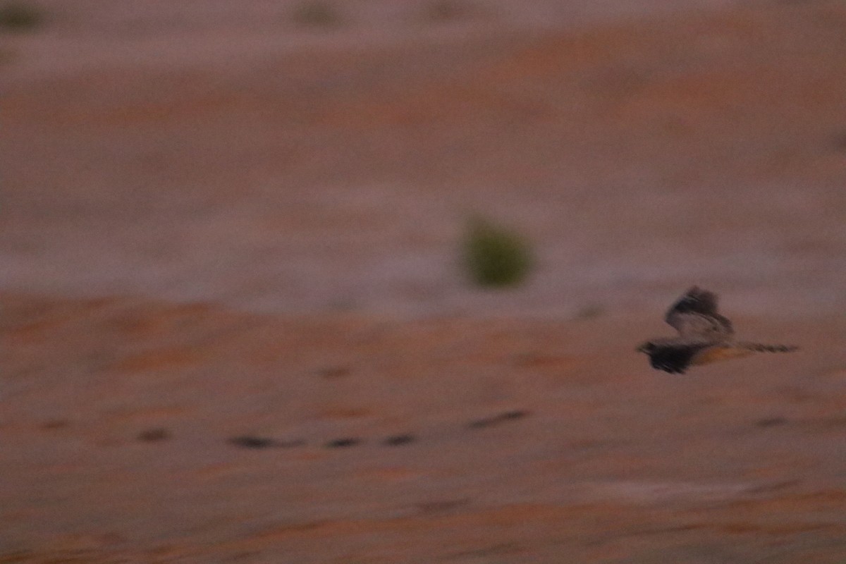 Egyptian Nightjar - ML647179593