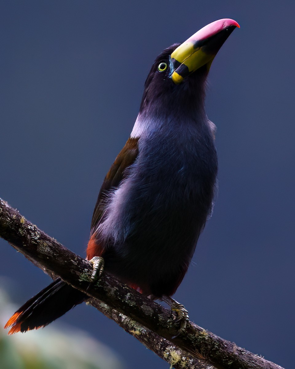 Tucán Pechigrís - ML647179621