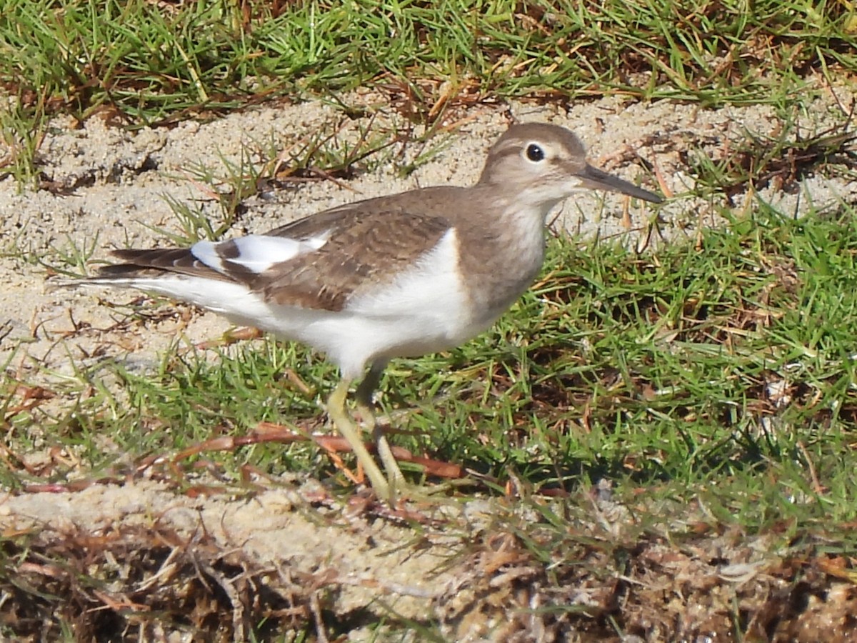 Common Sandpiper - ML647179622