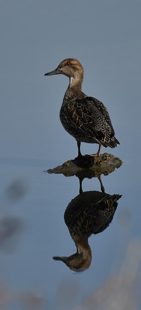 Green-winged Teal - ML647179627