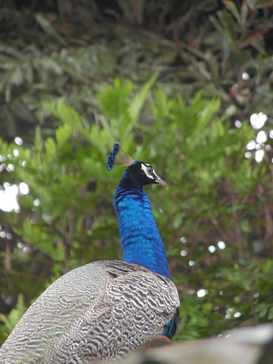 Indian Peafowl - ML647179632