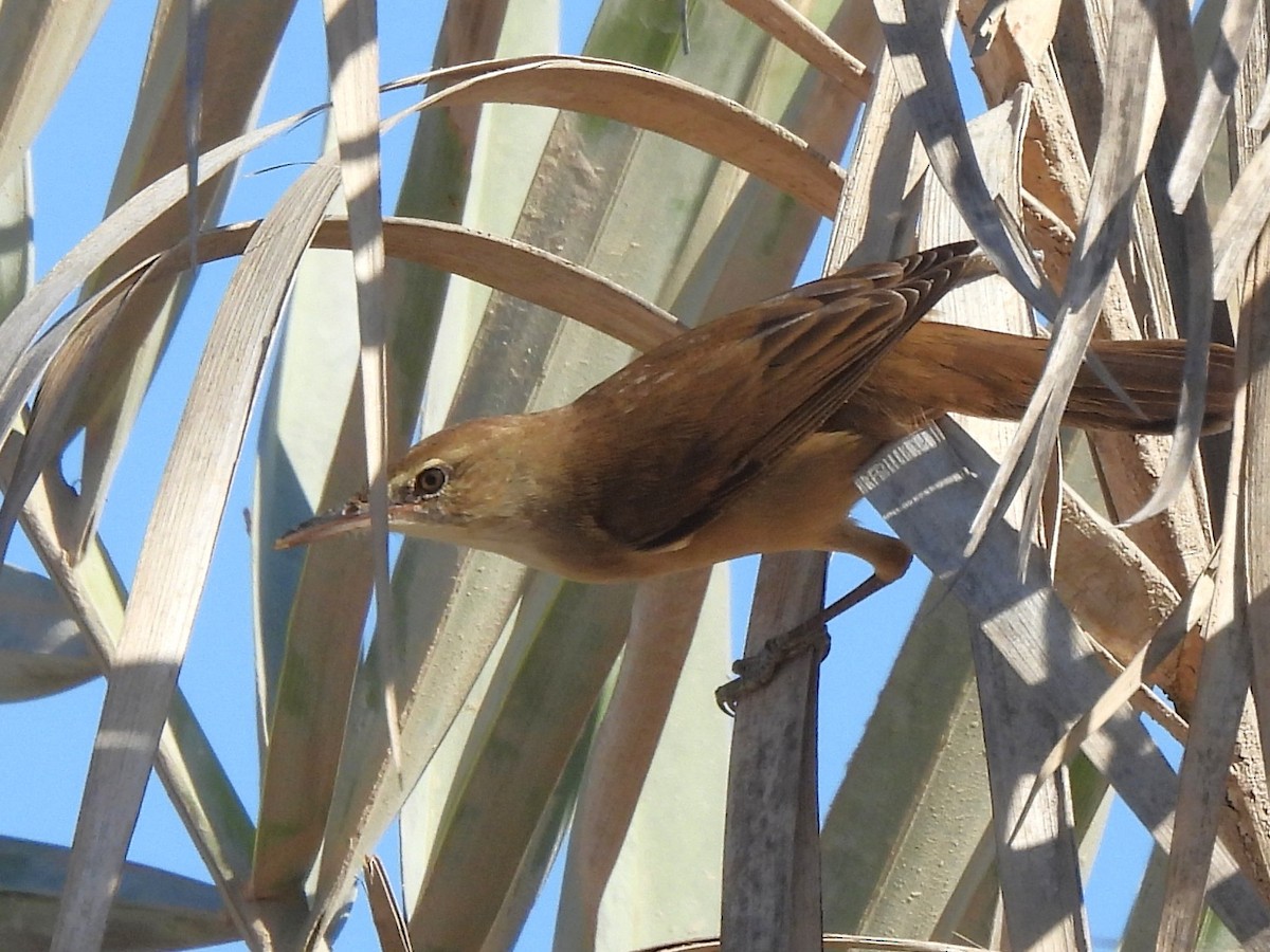Clamorous Reed Warbler (Brown) - ML647179635