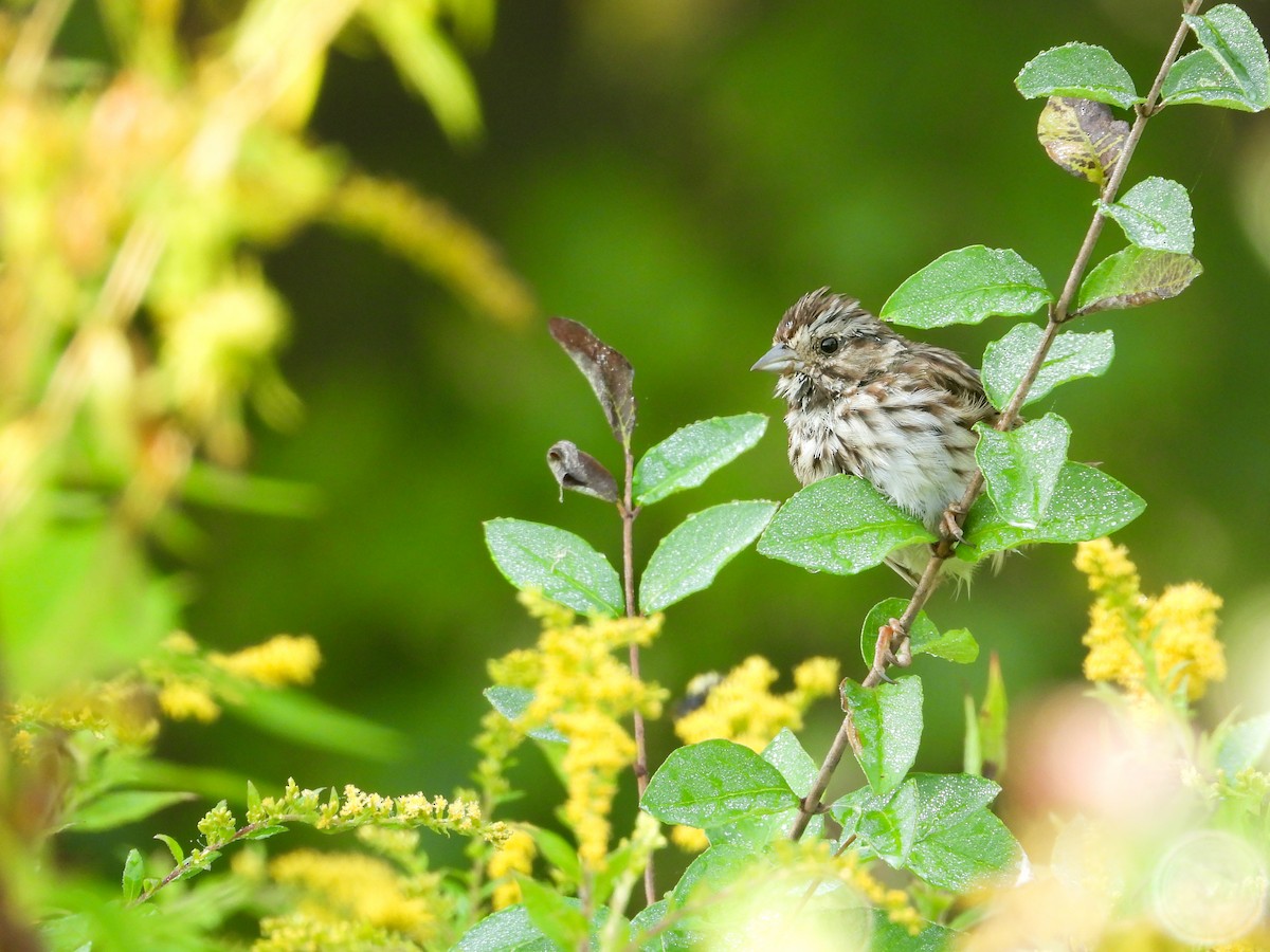 Ötücü Serçe - ML647179636