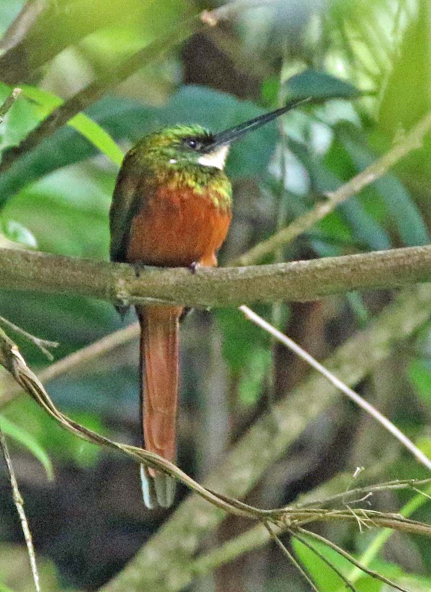 Rufous-tailed Jacamar - ML647179658