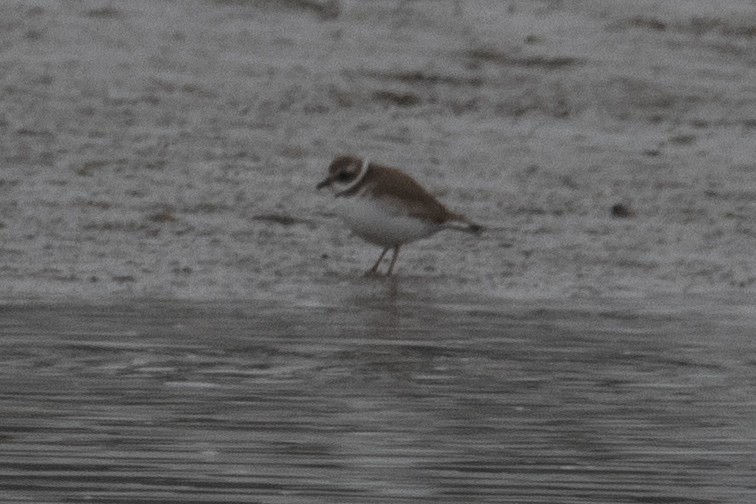 Semipalmated Plover - ML647179659