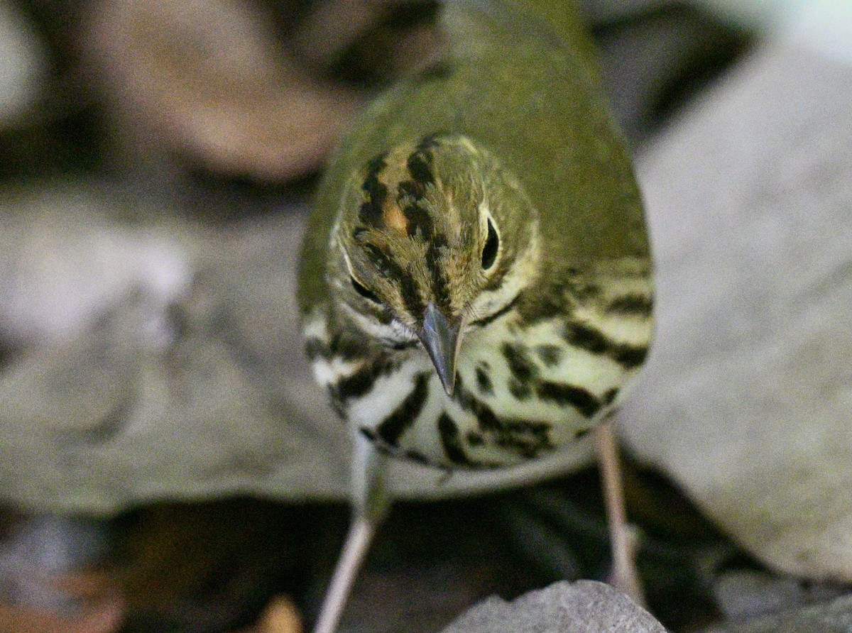 カマドムシクイ - ML647179667