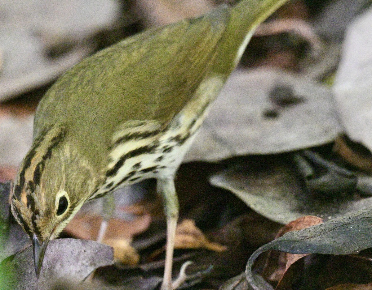 カマドムシクイ - ML647179668