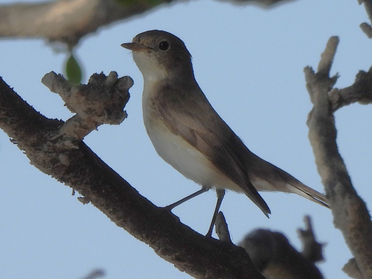 Red-breasted Flycatcher - ML647179674