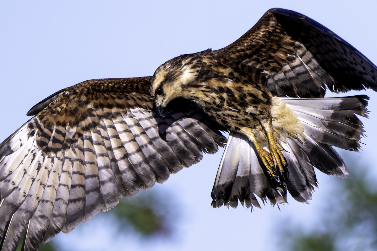 Snail Kite - ML647179675