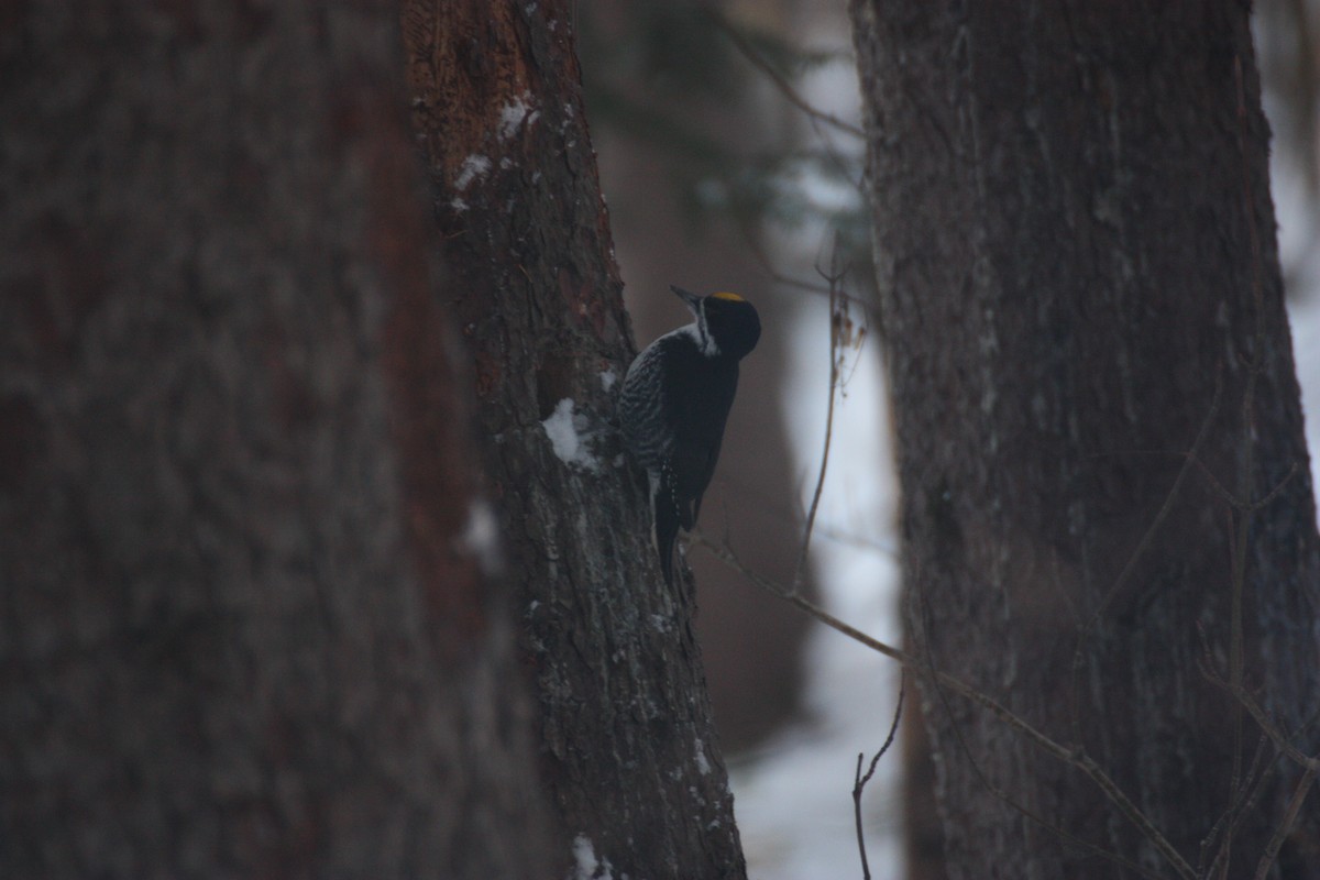 svartryggspett - ML647179687