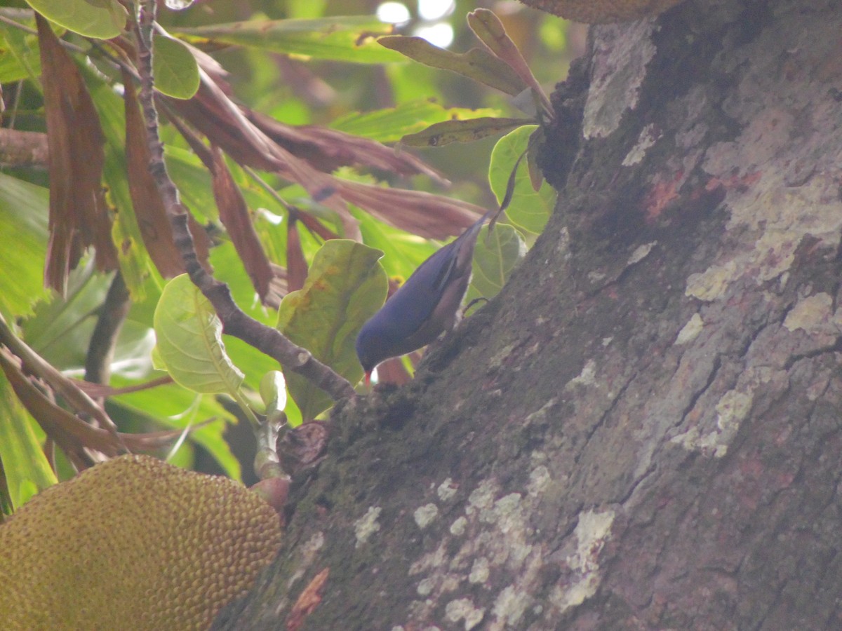 brhlík červenozobý - ML647179689