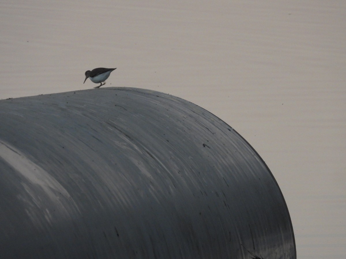 Common Sandpiper - ML647179690