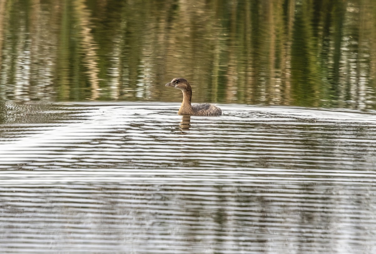 Pied-billed Grebe - ML647179693