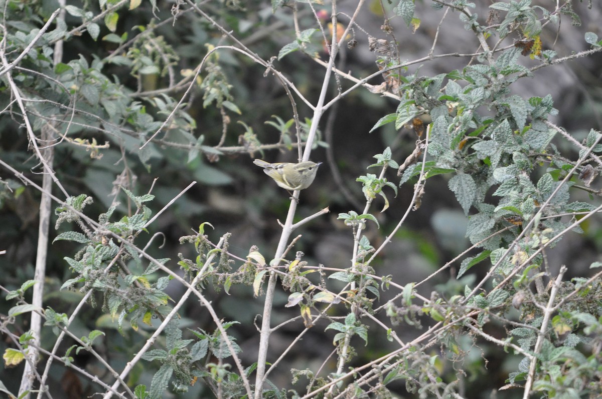 Lemon-rumped Warbler - ML647179711