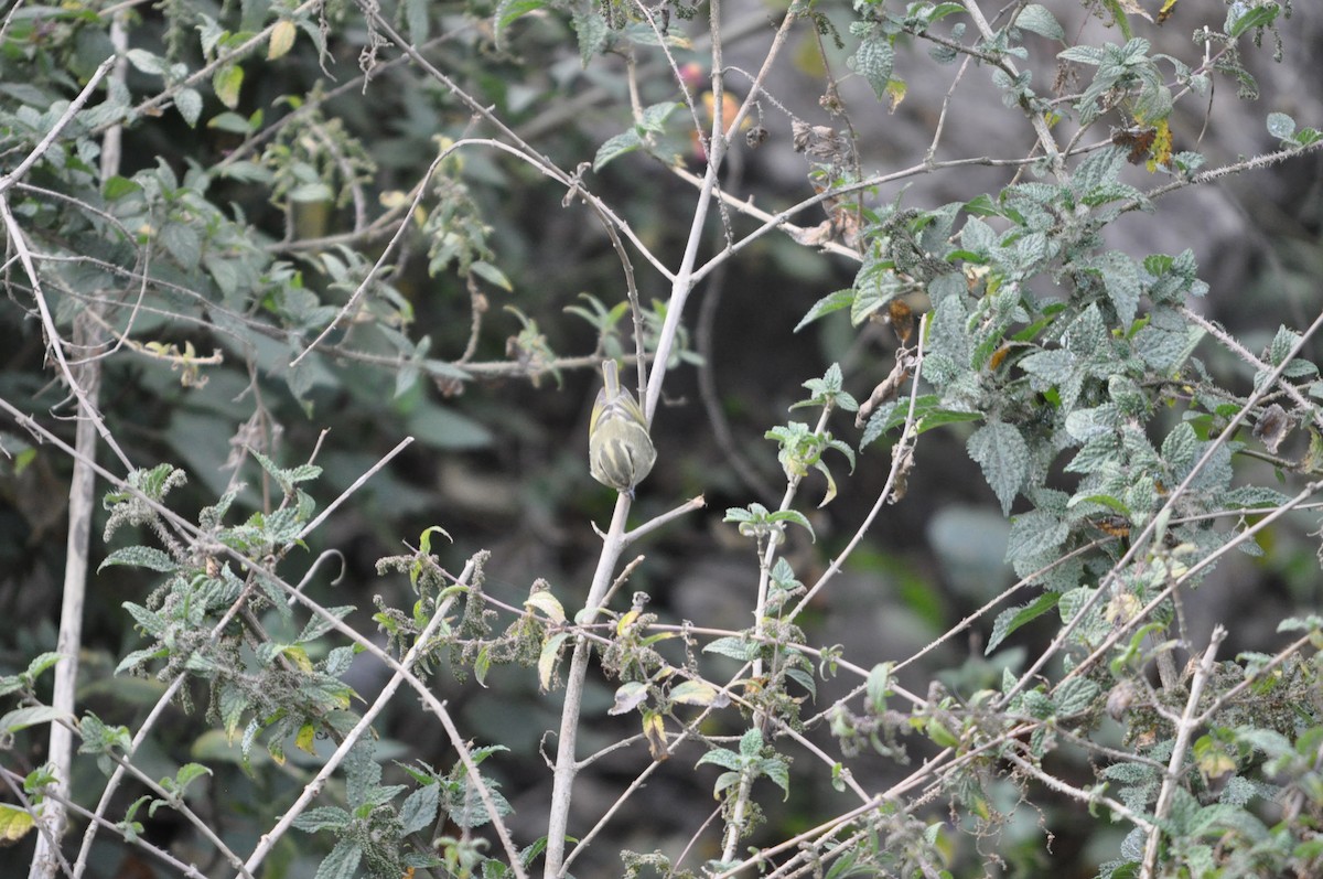 Lemon-rumped Warbler - ML647179712