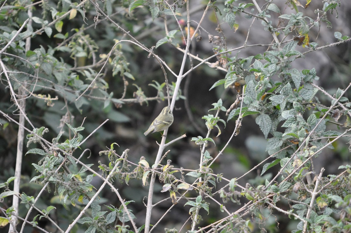 Lemon-rumped Warbler - ML647179713