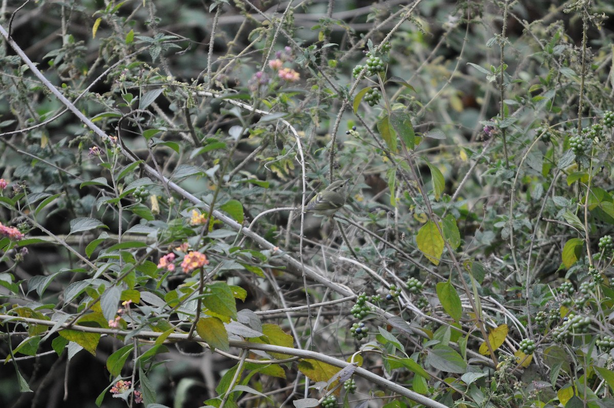 Lemon-rumped Warbler - ML647179714