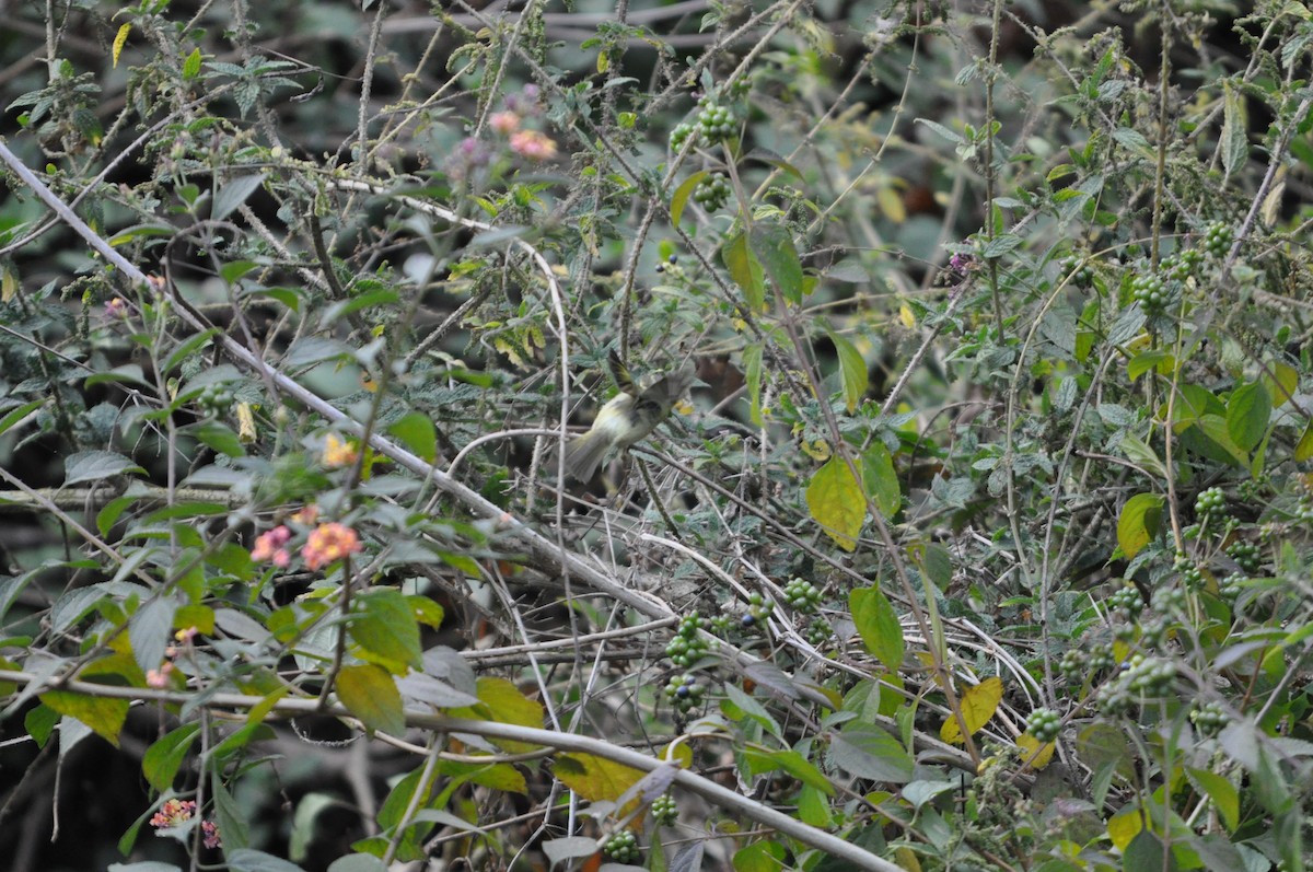 Lemon-rumped Warbler - ML647179715