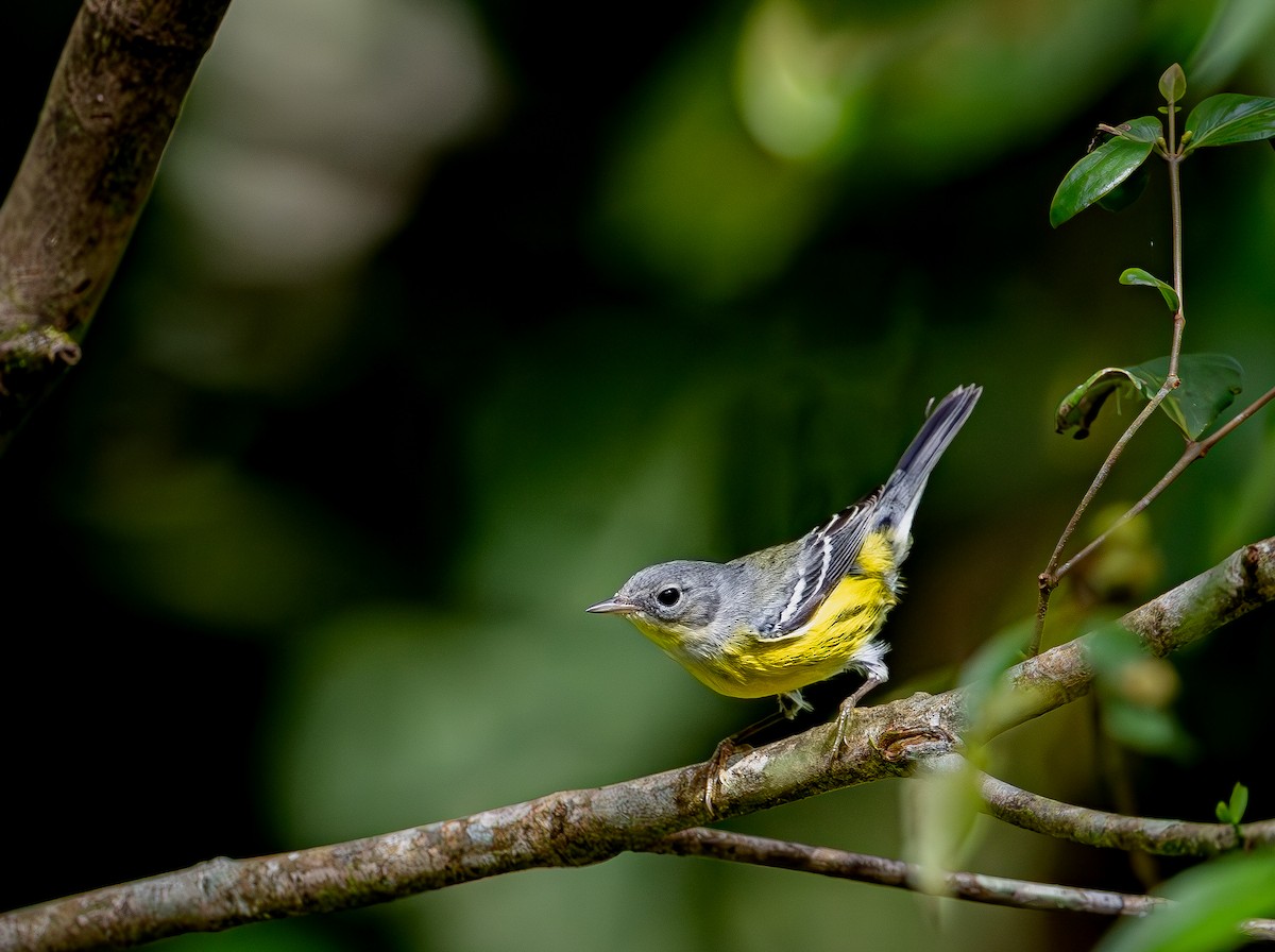 Magnolia Warbler - ML647179716
