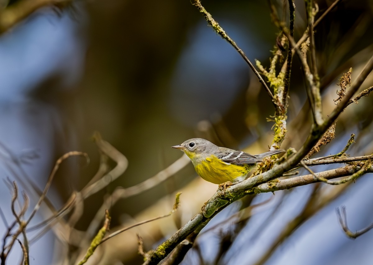 Magnolia Warbler - ML647179719