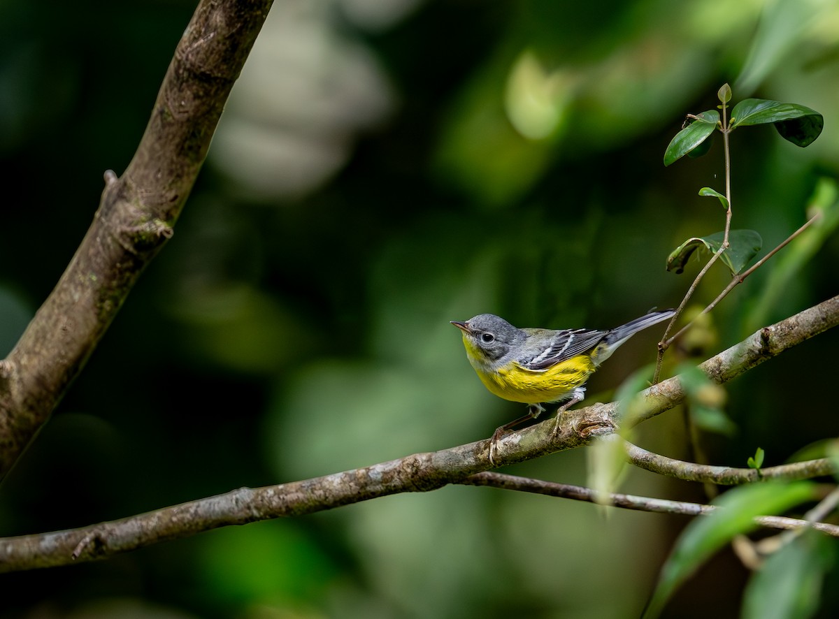 Magnolia Warbler - ML647179721