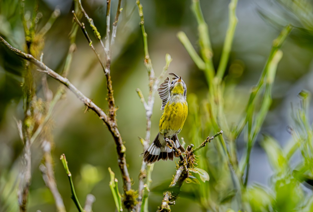 Magnolia Warbler - ML647179723
