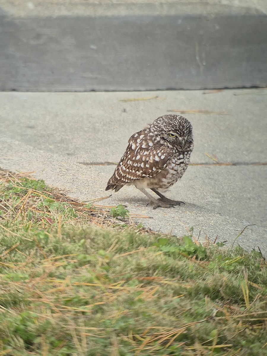 アナホリフクロウ - ML647179725