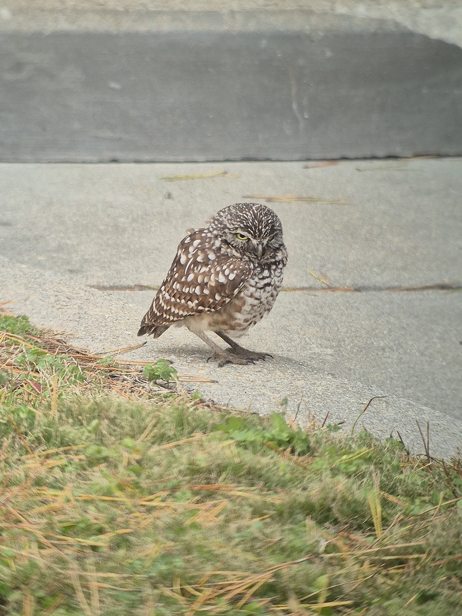 アナホリフクロウ - ML647179726