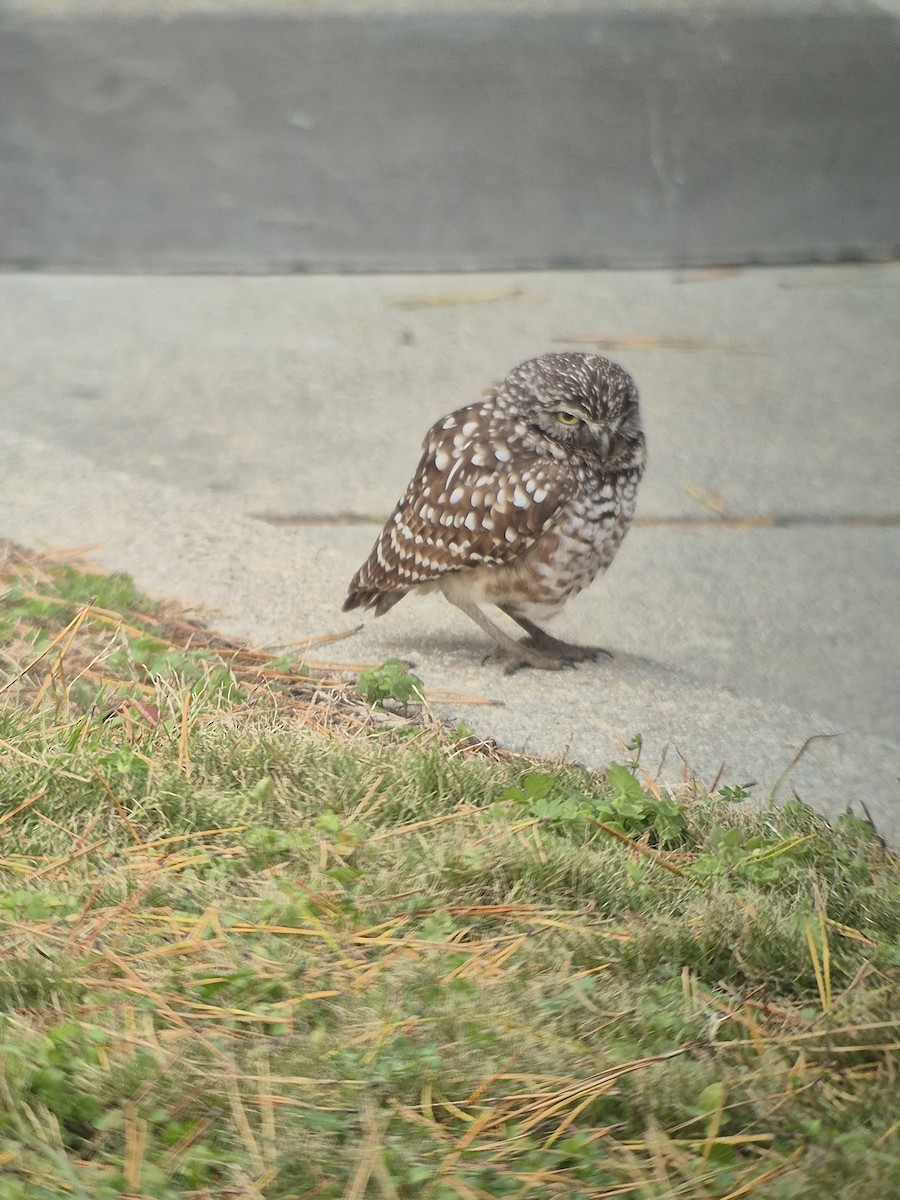 アナホリフクロウ - ML647179727