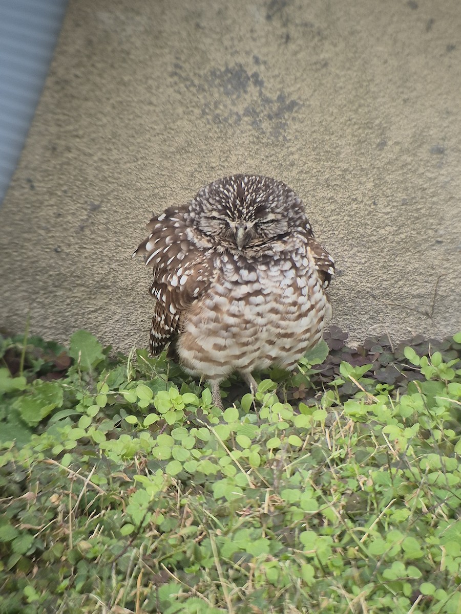 アナホリフクロウ - ML647179729