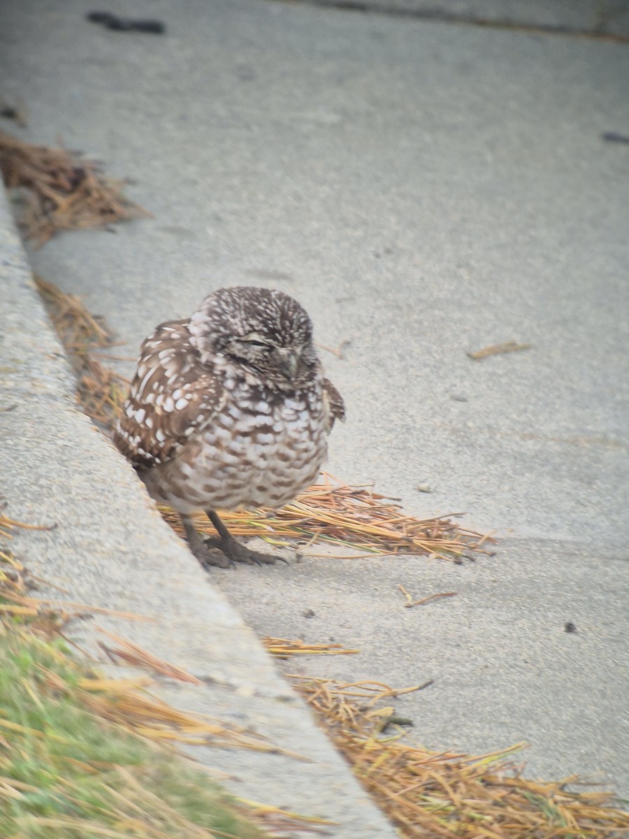 アナホリフクロウ - ML647179730