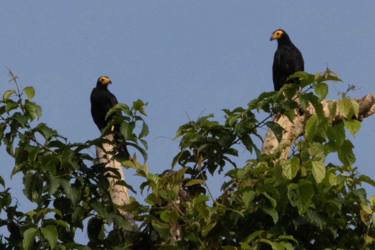 Siyah Karakara - ML647179733