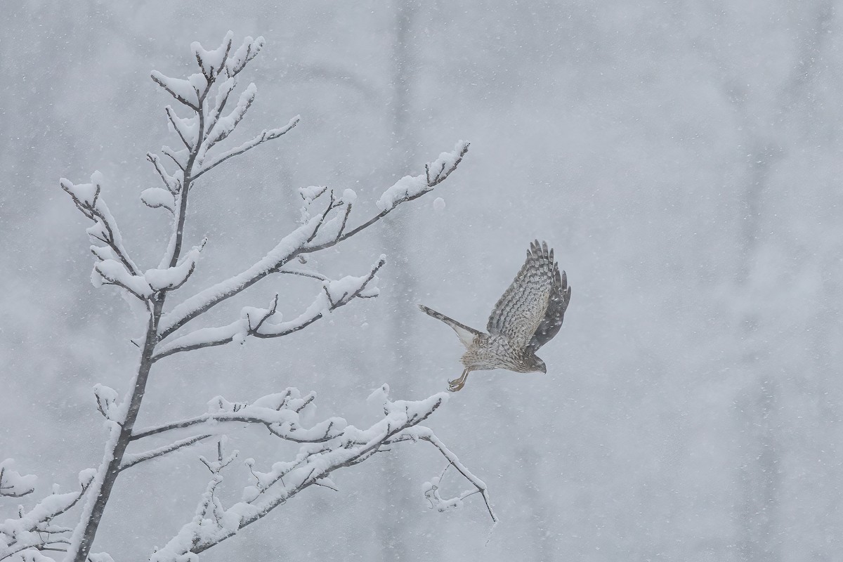 Cooper's Hawk - ML647179740
