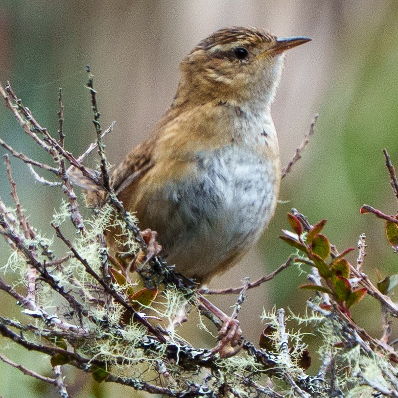 Grass Wren - ML647179751