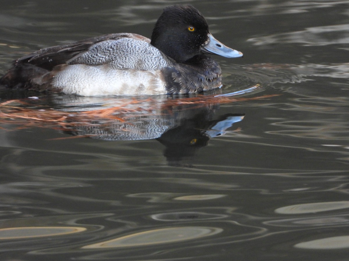 小斑背潛鴨 - ML647179753