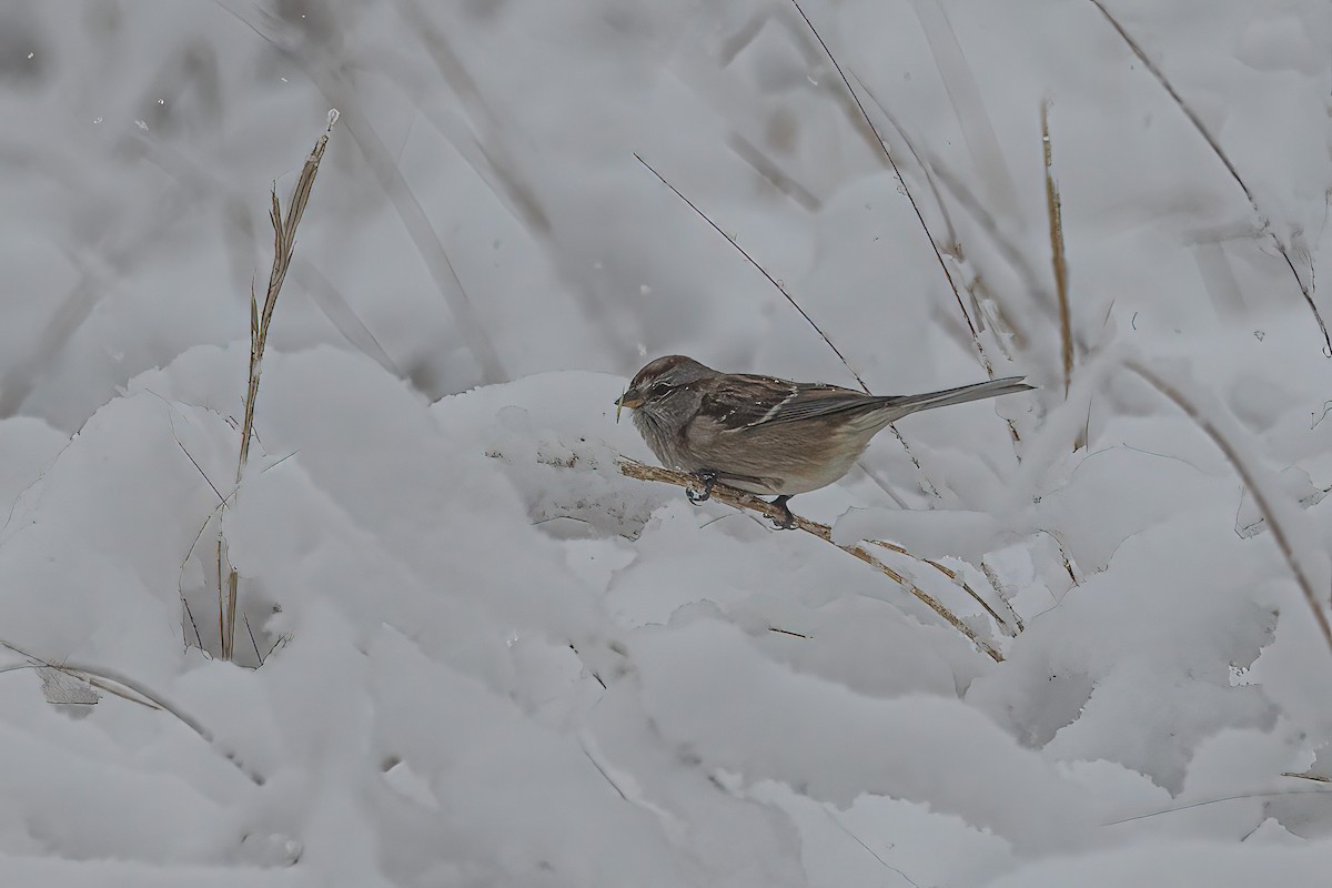 ムナフヒメドリ - ML647179757