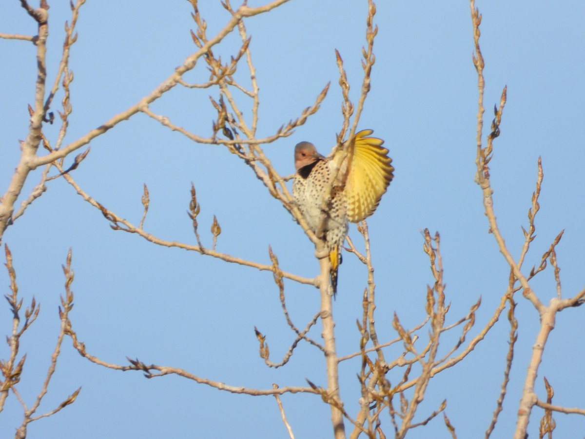 Northern Flicker - ML647179762