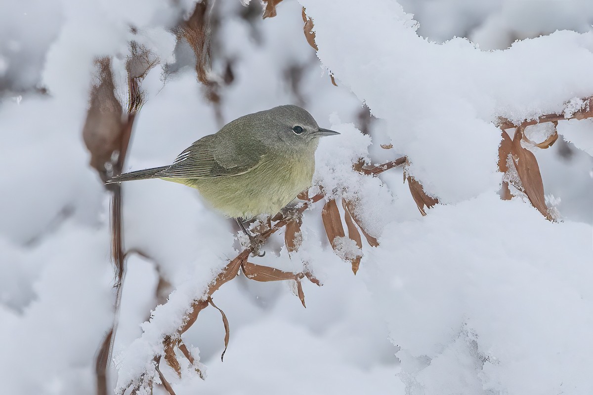 Orange-crowned Warbler - ML647179769
