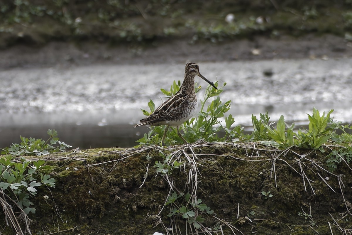 חרטומית ביצות - ML647179772
