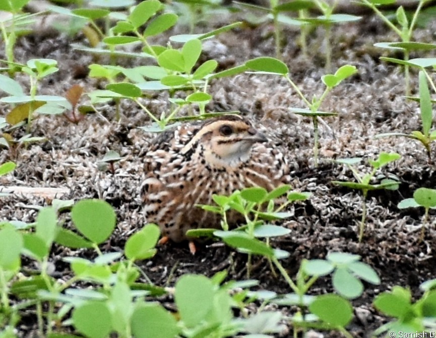 Rain Quail - ML647179775